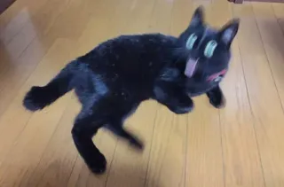 😨 7b857969 แมวดำ, แมว, สัตว์, สัตว์เลี้ยง, ตลก whatsapp sticker