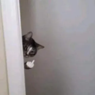 😤 7c052ae5 แมว, นิ้วกลาง, ท่าทางหยาบคาย, สัตว์, สัตว์เลี้ยง whatsapp sticker