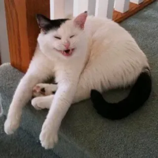 😆 7f838c92 แมว, สัตว์เลี้ยง, สัตว์, บันได, ตลก, แมวขาว, ขาวดำ, แมวบ้าน whatsapp sticker