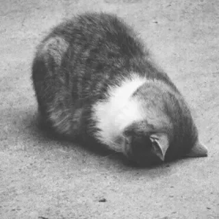 😔 8bc43ee2 แมว, สัตว์, สัตว์เลี้ยง, ตระกูลแมว, สัตว์บ้าน whatsapp sticker