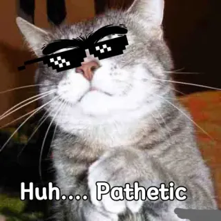 😒 8e63879a Huh.... Pathetic แมว, มีม, แว่นตา, น่าสมเพช whatsapp sticker