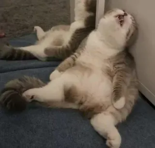 😪 8fc74b36 แมว, สัตว์, สัตว์เลี้ยง, นอนหลับ, ขี้เกียจ whatsapp sticker