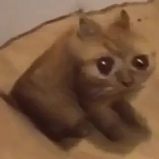 🌟 91f5cca3 แมว, สัตว์, น่ารัก, ลูกแมว, สัตว์เลี้ยง whatsapp sticker