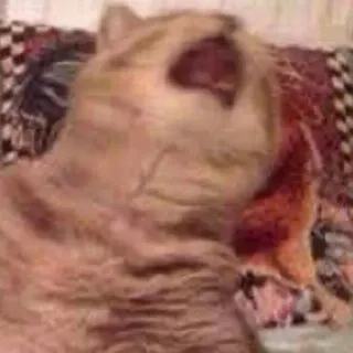 😩 924ab444 แมว, สัตว์, สัตว์เลี้ยง, หาว, ง่วง whatsapp sticker