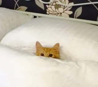 Sreek's cat pack Vol.3 telegram stickers