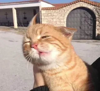 🤨 9f0b41d5 แมว, แมวสีส้ม, ลูกแมว, สัตว์เลี้ยง, สัตว์ whatsapp sticker