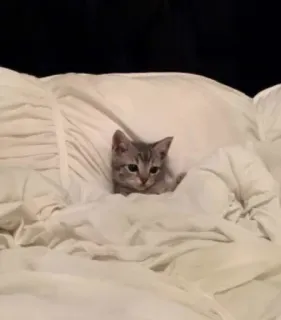 🔥 a1de77d3 แมว, ลูกแมว, เตียง, น่ารัก, สัตว์, สัตว์เลี้ยง whatsapp sticker