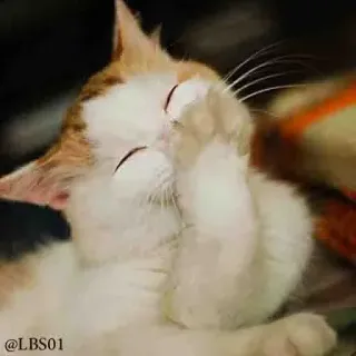 😂 ad9cad85 @LBS01 แมว, สัตว์, น่ารัก, สัตว์เลี้ยง, ลูกแมว whatsapp sticker