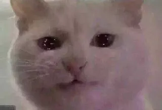 😭 addfd3d1 แมว, เศร้า, สัตว์, สัตว์เลี้ยง, แมวขาว, น่ารัก whatsapp sticker