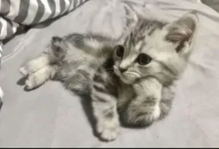 🤔 b0112473 แมว, ลูกแมว, น่ารัก, สัตว์เลี้ยง, สัตว์ whatsapp sticker