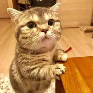 🤔 b59e9c9b แมว, ลูกแมว, น่ารัก, สัตว์เลี้ยง, สัตว์ whatsapp sticker