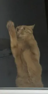 🙀 b5ee2fb6 แมว, สัตว์, ยืน, เอื้อม whatsapp sticker