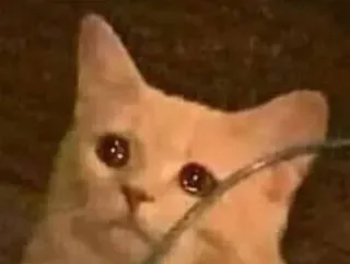 😢 c05627be แมว, มีม, ตลก, สัตว์ whatsapp sticker