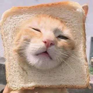 🤔 c9421ad8 แมว, ขนมปัง, สัตว์, สัตว์เลี้ยง, ตลก, อาหาร whatsapp sticker