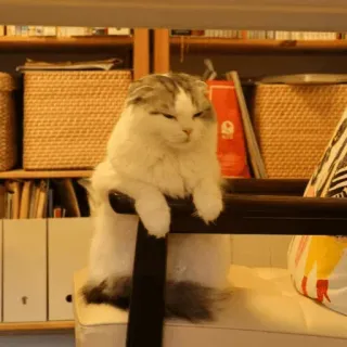 😐 cf8ddf9f แมว, สัตว์, สัตว์เลี้ยง, สก๊อตติชโฟลด์, น่ารัก, ปุย whatsapp sticker