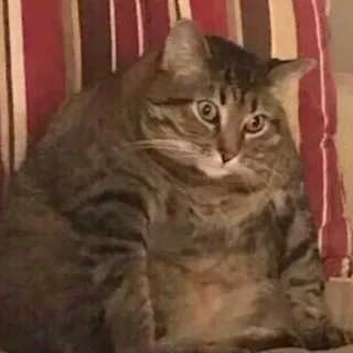 😟 d425e1b9 แมว, ตลก, สัตว์, สัตว์เลี้ยง, สัตว์เลี้ยงลูกด้วยนม, สัตว์ตระกูลแมว whatsapp sticker