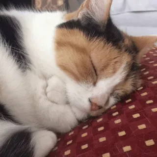 Sreek's cat pack Vol.3 telegram stickers