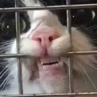 Sreek's cat pack Vol.3 whatsapp stickers