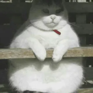 😐 e4c68778 แมว, แมวขาว, สัตว์, สัตว์เลี้ยง, นั่ง, สัตว์เลี้ยง whatsapp sticker