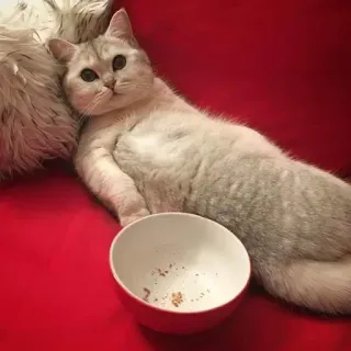 🤔 ea3cfc79 แมว, แมวขาว, ชาม, สัตว์เลี้ยง, สัตว์, แมวบ้าน, พื้นหลังสีแดง whatsapp sticker