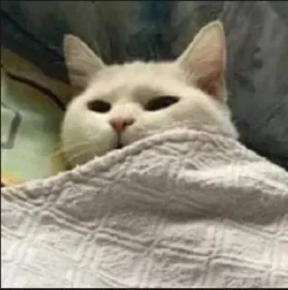 😒 edffc9b9 แมว, สัตว์, สัตว์เลี้ยง, ผ้าห่ม, ง่วง, น่ารัก whatsapp sticker