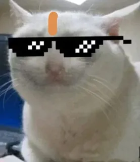 😎 ee1f50bb แมว, แว่นกันแดด, พิกเซล, มีม, ตลก, เท่ whatsapp sticker