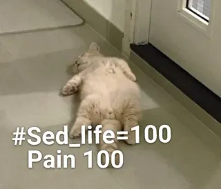 😩 ee38a043 #Sed_life=100
Pain 100 แมว, เหนื่อย, ตลก, ชีวิตเศร้า, ความเจ็บปวด whatsapp sticker