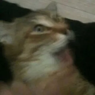 🙀 f885372e แมว, สัตว์, สัตว์เลี้ยง, สัตว์ตระกูลแมว, แมวบ้าน whatsapp sticker