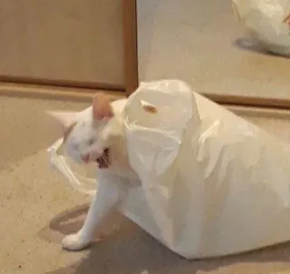 🙀 fdd12e1a แมว, ถุงพลาสติก, สัตว์, แมวขาว, สัตว์เลี้ยง whatsapp sticker