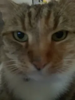 🐈 1ad8db15 cat, animal, domestic cat, pet, feline, close-up whatsapp sticker