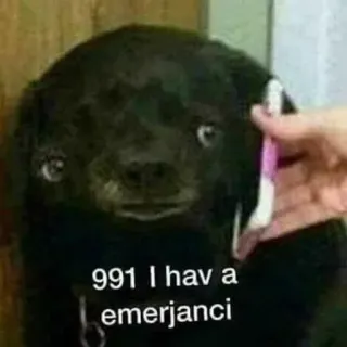😂 873805df 991 I hav a emerjanci dog, emergency, funny, meme, animal, telephone whatsapp sticker
