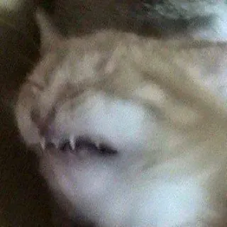 😱 97fb883d cat, animal, domestic cat, teeth, snarl, feline whatsapp sticker