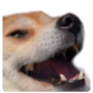 😆 e95d5b87 dog, animal, pet, meme, angry, funny whatsapp sticker