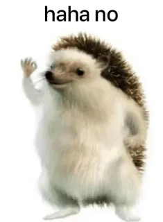 👌 fa8f140c haha no hedgehog, animal, meme, funny, haha, no, cute, saying no whatsapp sticker