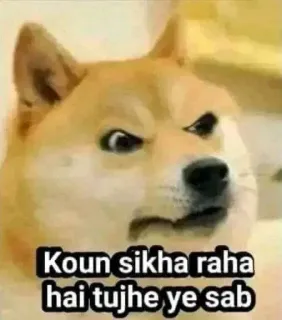 🌟 0b8e4e70 Koun sikha raha hai tujhe ye sab doge, meme, perro, hindi, gracioso, pregunta whatsapp sticker