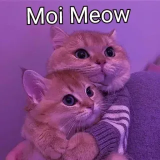 🤗 10c5efb6 Moi Meow gato, gatos, gatito, gatitos, mascota, animales, lindo, meme whatsapp sticker