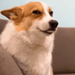🌝 ce02ab4d perro, corgi, animal, lindo, mascota, retrato whatsapp sticker