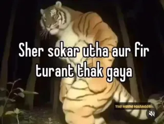 😪 ce42e93b Sher sokar utha aur fir turant thak gaya tigre, agotado, cansado, durmiendo, animal, humor, meme whatsapp sticker