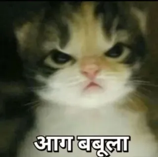 🤔 e28c6482 आग बबूला gato, enojado, gatito, meme, felino, animal whatsapp sticker