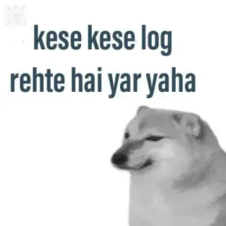 ✨ ee0fb070 kese kese log rehte hai yar yaha perro, meme, gracioso, meme indio, hindi, doge whatsapp sticker