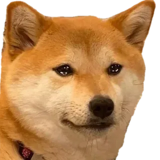 😭 f233eebf perro, shiba inu, lindo, meme, animal, mascota whatsapp sticker