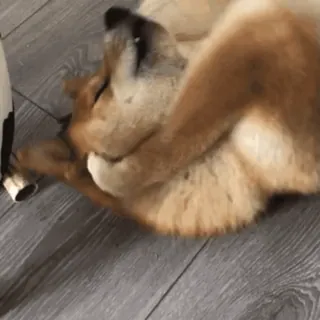 🌟 fdc6ea85 perro, shiba inu, cachorro, lindo, animal, mascota whatsapp sticker