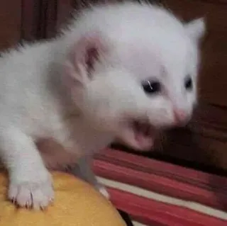 🐱 d2814c7c kitten, kat, witte kat, boze kat, klein dier, schattig, huisdier, dier telegram sticker