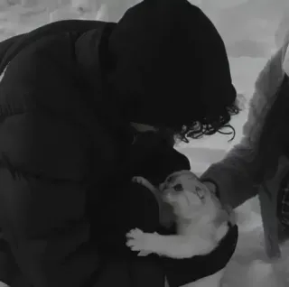 🐈 93ce90aa kat, winter, sneeuw, dier, huisdier telegram sticker