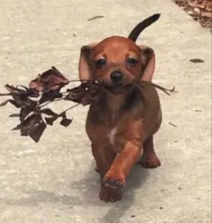 🥀 0b82d1c3 anjing, anak anjing, dachshund, hewan peliharaan, binatang, daun, lucu whatsapp sticker