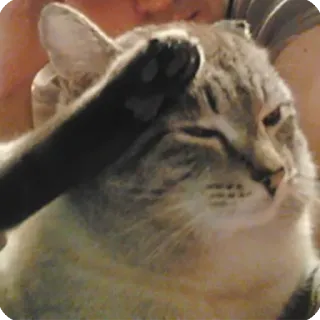 👮‍♂️ 12394438 kucing, facepalm, hewan, lucu, meme, hewan peliharaan whatsapp sticker