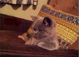 🤔 186f85bb kucing, hewan, peliharaan, anak kucing, lucu, domestik, felin whatsapp sticker