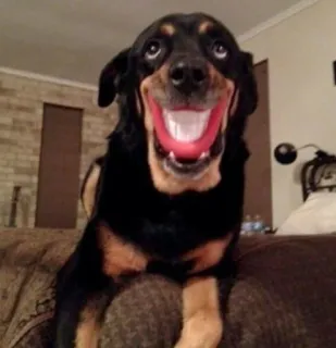 😆 2801f882 anjing, binatang, hewan peliharaan, rottweiler, senyum, lucu whatsapp sticker