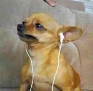 😓 2cb4d84c anjing, chihuahua, earphone, musik, hewan peliharaan, binatang, lucu whatsapp sticker