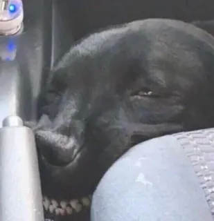 Animals telegram stickers